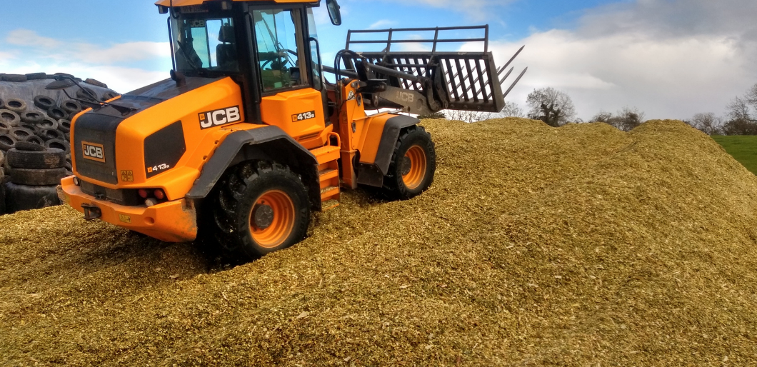 maize silage