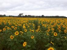 Antrim sunflower crop becomes regional attraction