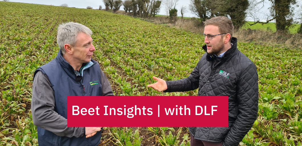 DLF Beet Insights