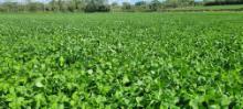 Red Clover Silage an attractive option for both livestock and tillage farmers in 2024