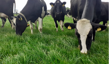 Grassland strategies to increase animal feed efficiency