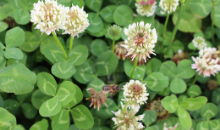 DLF Grass and Clover - Sustainable farming practice