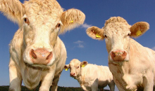 More milk and meat with less climate impact. How?