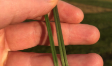 The rise of next-generation grass variety tetraploids only with DLF