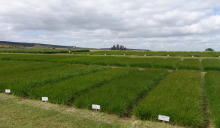 DLF Landmark Research & Trial site for Irish grassland