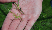 Research proves that DLF’s PLUS-grasses support farms better during drought