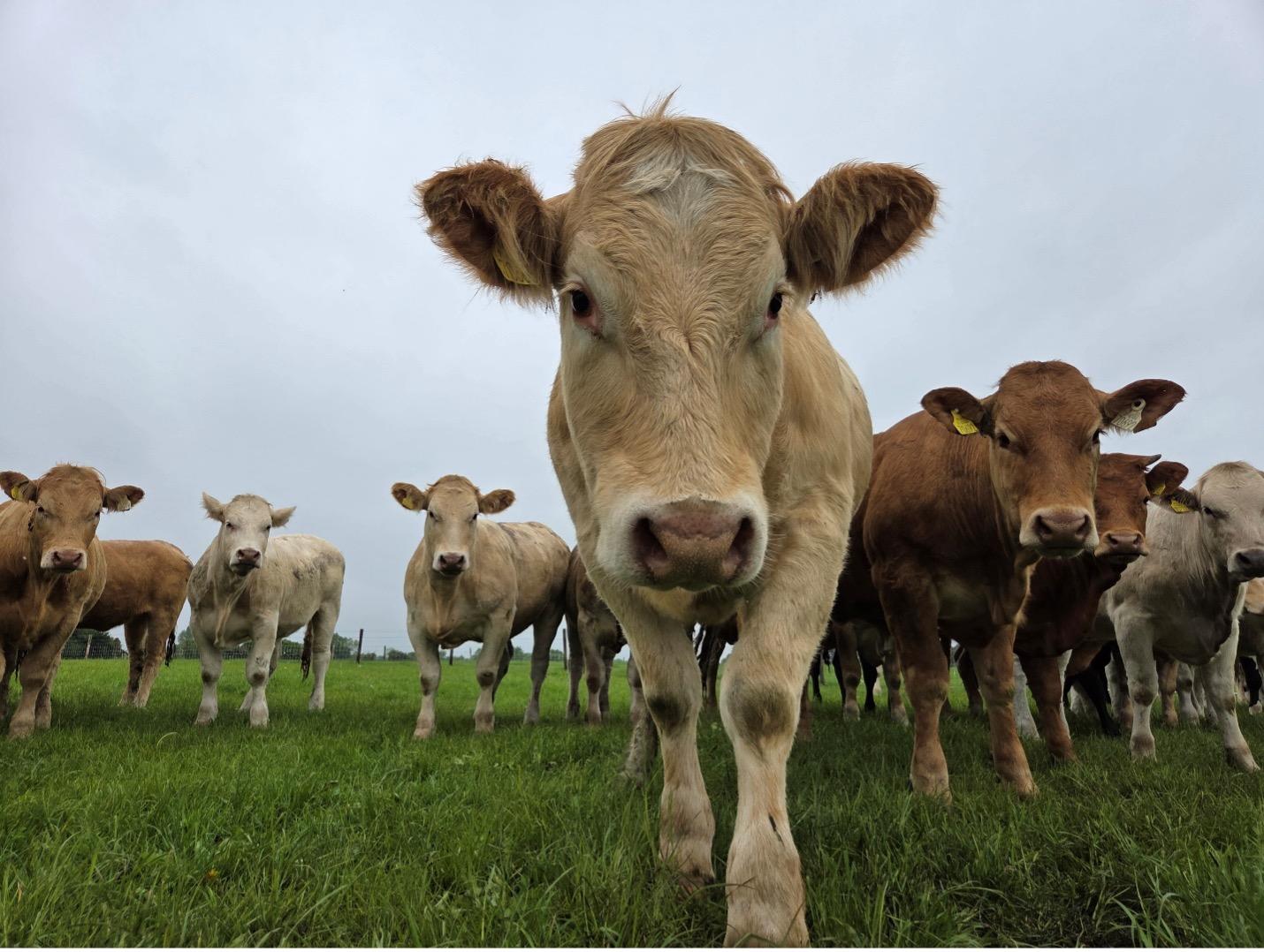 Grass Fed Beef from DLF Performance