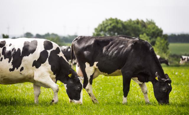 Want Easy Grazing Mixtures in 2025?