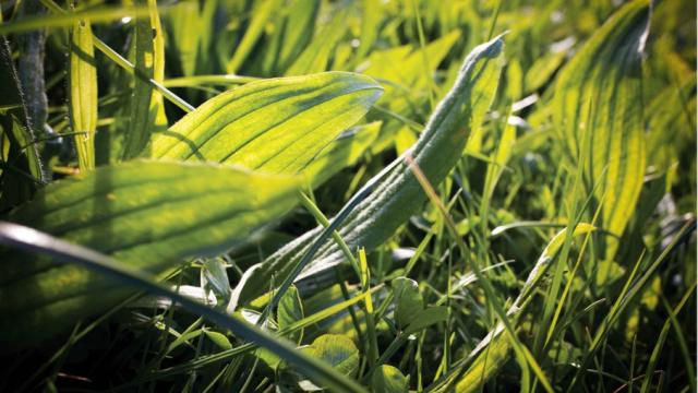 Agritain Plantain meets Climate and Production Targets