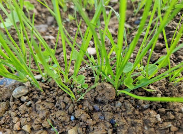 DLF’s Top Tips for Reseeding Grass this Spring