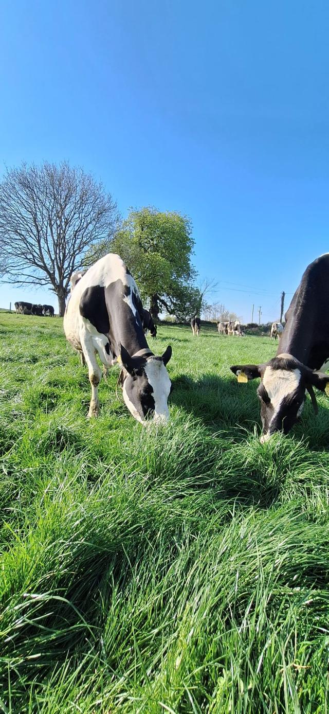 DLF’s local R&D producing specialist grass varieties for Irish farmers