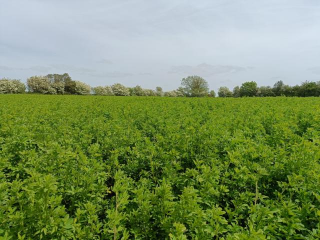 Field of sugar beets.