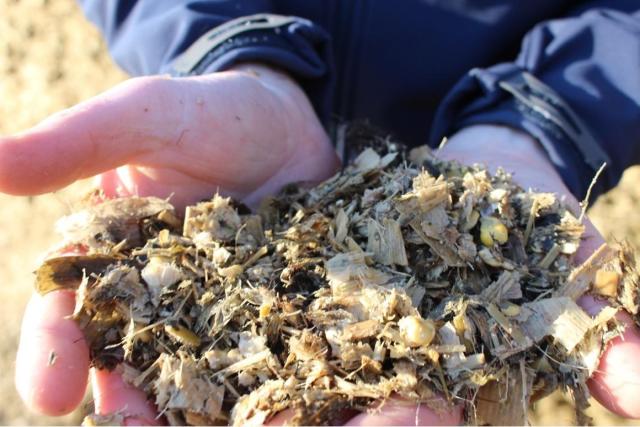 Maize better value now than ever before