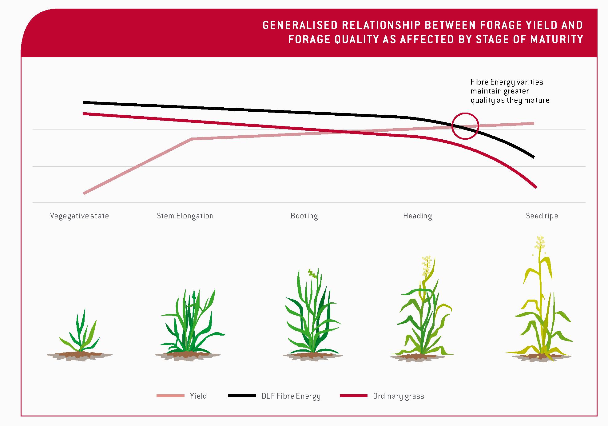 Relationship-of-forage-yield-and-quality-as-affected-by-stage-of-maturity